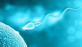 Ανδρική γονιμότητα: Ο κρίσιμος ρόλος της στην εξέλιξη της αναπαραγωγής